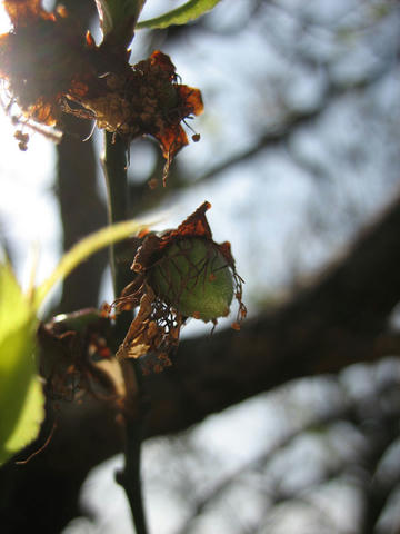 IMG_8586_mini800px.jpg