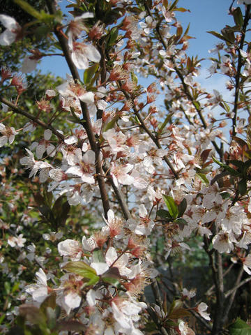 IMG_8591_mini800px.jpg