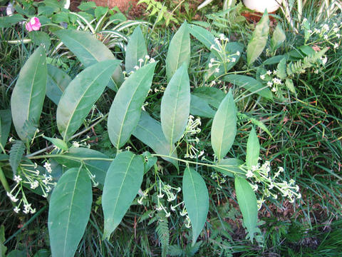 blog20111027_IMG_3701_mini800px.jpg