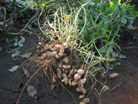 blog20111029_IMG_3835_mini800px.jpg
