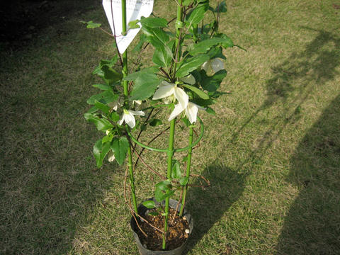 blog20111113_IMG_4365_mini800px.jpg