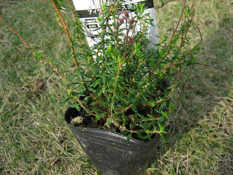 blog20111113_IMG_4375_mini800px.jpg