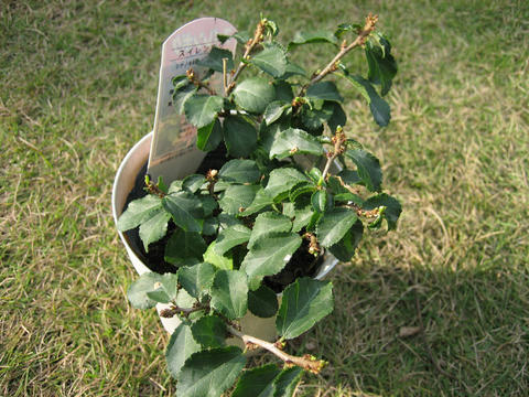 blog20111113_IMG_4378_mini800px.jpg