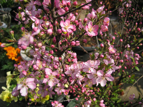 blog20120415niwu_IMG_9478_mini800px.jpg