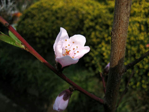 blog20120415momo_IMG_9513_mini800px.jpg