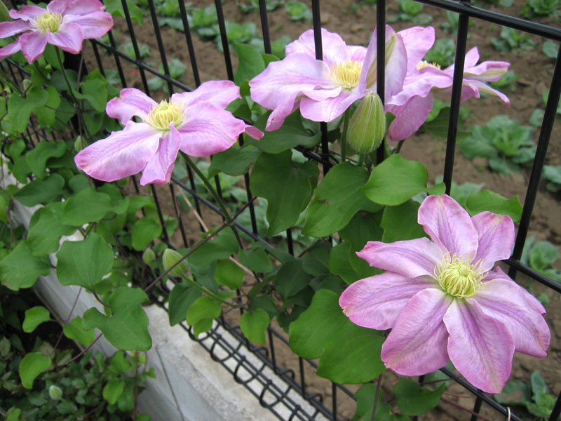 クレマチス ピンクレッドが開花2012 するめを食べながら覚え書き