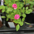 blogimg_img58326299.jpg
