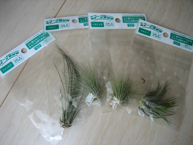 blog20130505_airplants_IMG_4418_mini800px.jpg
