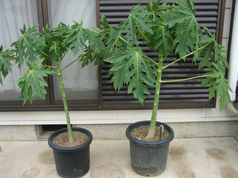 鉢植えパパイアと その他植物の冬越し準備 するめを食べながら覚え書き