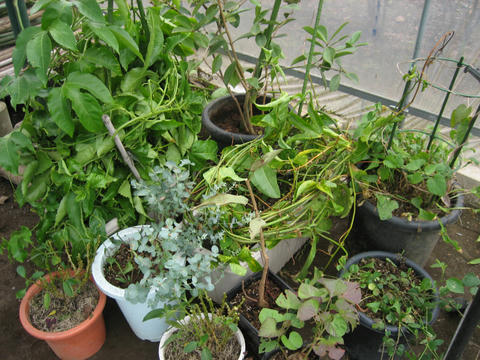 鉢植えパパイアと その他植物の冬越し準備 するめを食べながら覚え書き
