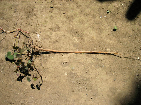 雑草取りで約16 5cmの根を持つカタバミがあった話 するめを食べながら覚え書き
