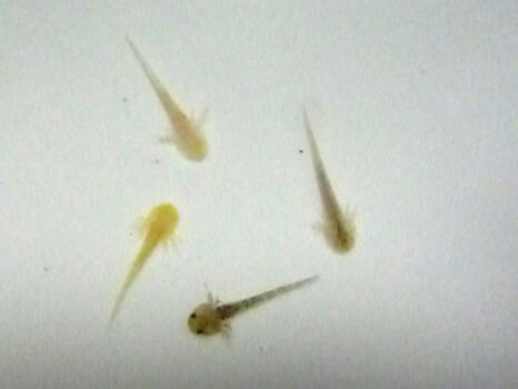 こんなにかわいい生き物がいて良いのか ウパに恋して
