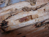 DSC00923.JPG