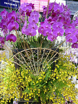 DSCF2557.jpg