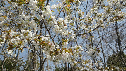 20120402_2.jpg