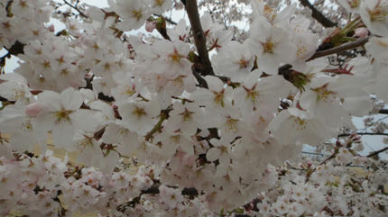 20120409.jpg