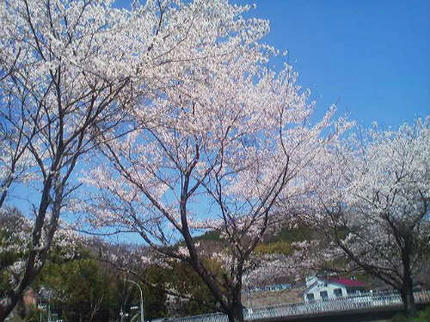 20120412_1.jpg