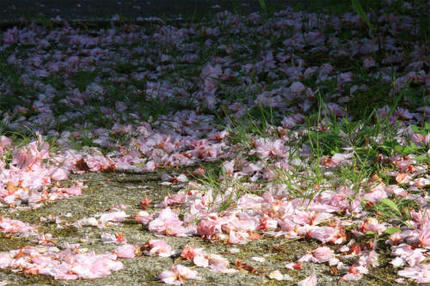 20120510_1.jpg