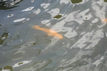 20100428_4.jpg
