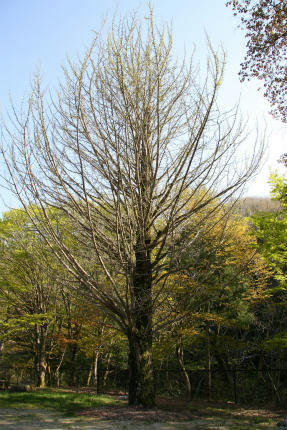 20100429_3.jpg