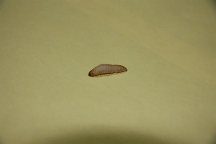 20100510_2.jpg