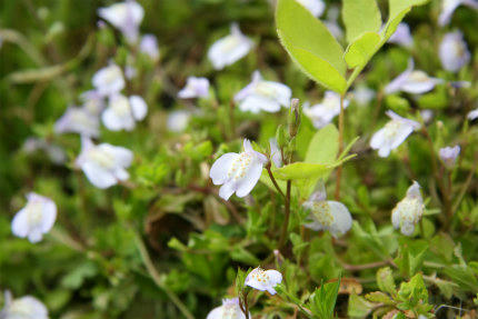 20100515_5.jpg