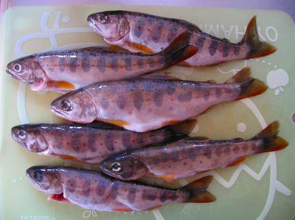 20100512_2.jpg