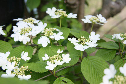 20100516_9.jpg