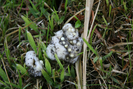 20100519_5.jpg