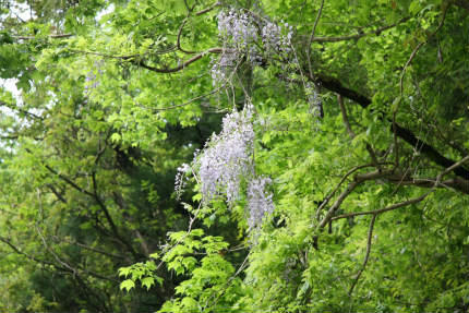 20100520_4.jpg