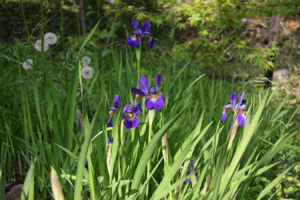 20100521_3.jpg