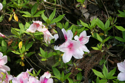 20100521_5.jpg