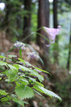 20120625_2.jpg