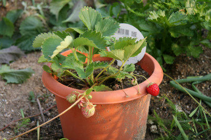 20100602_2.jpg
