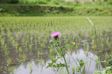 20100606_4.jpg