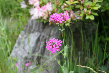 20100606_6.jpg
