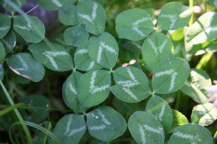 20100611_2.jpg