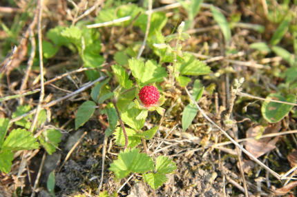 20100611_3.jpg