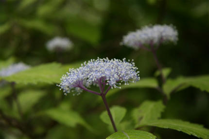 20100615_1.jpg