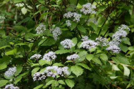 20100615_2.jpg