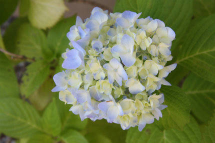 20100616_1.jpg