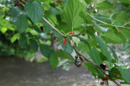 20100618_3.jpg