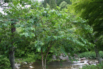 20100618_4.jpg