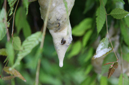 20100626_2.jpg