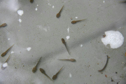 20100626_6.jpg