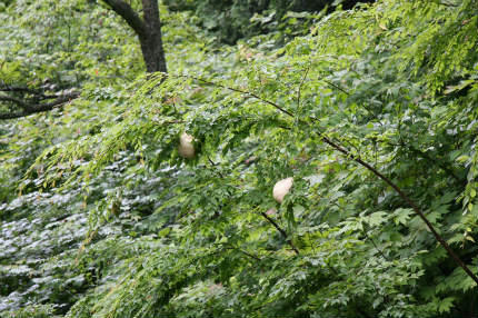 20100626_9.jpg