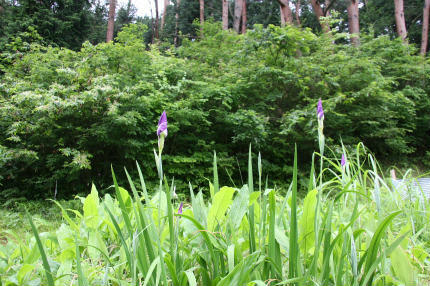 20100626_11.jpg