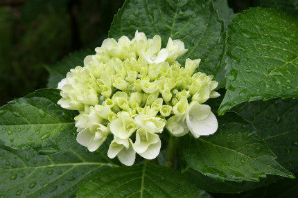 20100626_15.jpg