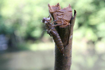 20100710.jpg