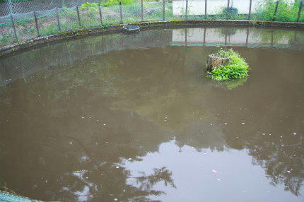 20100812_2.jpg